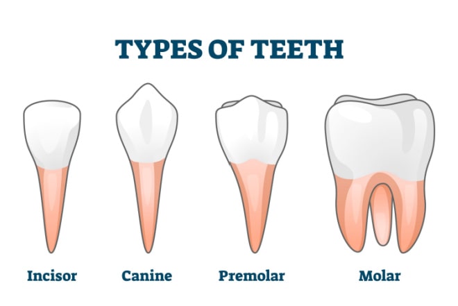 Teeth Names